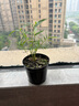 屋久島竹世界上蕞小竹子室內綠植迷你小竹子苗竹盆栽景竹基地直銷(xiāo) 屋久島竹苗1盆 曬單實(shí)拍圖
