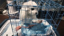 伊寵比熊犬比熊幼犬白色寵物狗狗活體小狗崽活物茶杯犬茶杯狗小型犬 寵物級 AA級 公 曬單實(shí)拍圖