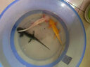 噢水噢六角恐龍魚(yú)淡水魚(yú)冷水魚(yú)活體觀(guān)賞魚(yú)辦公室飼養魚(yú)娃娃魚(yú)龍魚(yú)陸 白龍+黃龍+黑龍（共3條） 16-20厘米（種魚(yú)） 曬單實(shí)拍圖