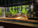 魚(yú)缸水草植物真草造景套餐蜈蚣陰性增氧趴地矮珍珠活懶人水榕沉木 大葉綠九冠2棵（送水草沉底杯） 曬單實(shí)拍圖