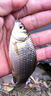 響貓小物釣線(xiàn)組專(zhuān)用白條馬口鳑鲏?mèng)~(yú)鉤魚(yú)線(xiàn)小物漂套裝成品溪流線(xiàn)組 曬單實(shí)拍圖