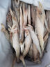 鹿凌青龍頭魚(yú) 東海鮮活速凍豆腐魚(yú) 新鮮海捕龍魚(yú)冷凍絲丁魚(yú)九肚魚(yú) 【新鮮豆腐魚(yú)】4000g(1000/盒) 15條左右/每斤 曬單實(shí)拍圖