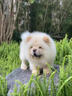 柴墨精品松獅幼犬狗狗活體幼崽（簽訂合同）保障 專(zhuān)做繁育20多年 寵物級 【精品松獅】 曬單實(shí)拍圖