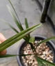 八個(gè)老頭植物菌立清殺菌劑通用型免稀釋萬能噴霧劑微生物菌劑營養(yǎng)液 1瓶裝【植物菌立清】 曬單實(shí)拍圖
