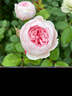 壹植1米8大苗薔薇花苗藤本月季陽(yáng)臺爬藤植物特大花四季開(kāi)花卉盆栽玫瑰 【粉色龍沙寶石】1.6-1.8米高 不含盆 曬單實(shí)拍圖