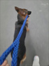 嬉皮狗（hipidog）大型犬狗鏈子大狗牽引繩帶狗繩狗項圈阿拉斯加德牧金毛狗狗牽引繩 牽引繩+項圈：經(jīng)典藍 中號(建議26-60斤) 曬單實(shí)拍圖