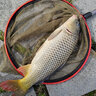 迎科進(jìn)口高端東麗原絲名牌魚(yú)線(xiàn)正宗主線(xiàn)子線(xiàn)海桿路亞拋竿超柔軟品牌線(xiàn) 0.4號 湖藍色220米自帶出線(xiàn)孔方便上線(xiàn) 曬單實(shí)拍圖