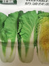 北蔬 快菜種子苗春季速生奶油小白菜蔬菜籽 奶油快菜種子10g約3000粒 曬單實(shí)拍圖