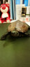 萌龜飼家 全黑純種墨龜家養水龜墨苗外塘公草龜中華黑腹小烏龜活物體墨化 4年初墨10厘米左右 1只單身龜 曬單實(shí)拍圖