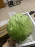 西生菜新鮮蔬菜圓生菜球包菜漢堡包蔬菜沙拉菜球生菜新鮮500g 5kg 曬單實拍圖