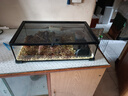 BARBAROUS GROWTH玻璃爬缸蜥蜴蛇甲蟲烏龜陸龜爬寵爬蟲角蛙飼養(yǎng)箱盒專用缸爬寵飼養(yǎng) BT-09(50*30*15)【磁吸不跑蛇】 曬單實拍圖