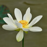 佳能Canon佳能RF 24-105mm F4L IS USM標(biāo)準(zhǔn)變焦防抖微單鏡頭24 105stm 佳能口 港版RF24-105 STM 曬單實(shí)拍圖