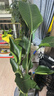 天堂鳥(niǎo)盆栽室內客廳高級感大型綠植辦公室大葉植物高端鶴望蘭新房 【特惠限量款】100-120CM/原生加侖盆 曬單實(shí)拍圖