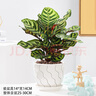 花行榜 孔雀竹芋盆栽植物辦公室內(nèi)花卉綠植 孔雀竹芋+加侖盆源頭直發(fā) 曬單實拍圖