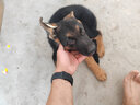 蒂瑞科純種德牧幼犬弓背黑背德國(guó)牧羊犬活體大型狼狗獵犬寵物狗 血統(tǒng)級(jí) 曬單實(shí)拍圖