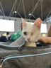 PETSFIT寵適貓咪出門大容量航空箱透氣寵物包貓背包便攜外出斜跨手提式包 雪花灰【單拓展】 S【8斤內(nèi)】 曬單實拍圖
