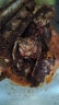 草原宏宝内蒙古羔羊羊蝎子 净重1kg/袋 羊脊骨 火锅食材 地理标志认证 实拍图