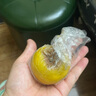 uncle lemon新鮮檸檬四川特產(chǎn)安岳水果榨汁泡茶切片整箱奶茶店果茶產(chǎn)地直供 20個(gè)（單果重量50-80g） 曬單實(shí)拍圖