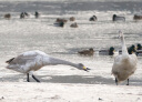 适马（SIGMA）100-400mm F5-6.3 DG DN OS｜Contemporary 全画幅无反 微单 长焦镜头（索尼卡口） 实拍图