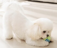 嬉皮狗（hipidog）狗狗玩具耐咬球逗狗潔齒球小型幼犬寵物玩具磨牙訓練橡膠解悶神器 球球4件套小型犬適用 玩具套裝肆意嗨玩 曬單實(shí)拍圖
