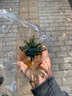 泰錦瑞玄關(guān)擺件黃水晶玻璃工藝品菠蘿客廳酒柜擺件鳳梨送禮家居創(chuàng)意裝飾 中號黃玻璃 K9水晶 曬單實(shí)拍圖