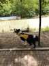 EZYDOG澳洲專業(yè)狗狗游泳衣第二代游泳救生衣夏天大中小型犬狗狗泳衣 黃色 L【體重27-41KG|腹圍76-85CM】 曬單實拍圖
