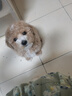 嘉瑰泰迪幼犬灰泰迪純種泰迪狗活犬寵物狗狗活體巨貴貴賓犬茶杯犬 寵物級 香檳色 曬單實拍圖