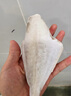 諭伍哥耗兒魚(yú)無(wú)冰無(wú)水三去黑尾馬面魚(yú)新鮮冷凍扒皮魚(yú)剝皮魚(yú)火鍋食材魚(yú)類(lèi) 黑尾耗兒魚(yú)3斤裝 5-6條左右/斤 曬單實(shí)拍圖
