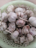 【新店開張】2025新鮮山東大蒜9斤5斤整箱批發(fā)蒜大蒜頭優(yōu)質(zhì) 1500g 【新店開張】果王 曬單實(shí)拍圖