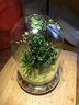 創(chuàng  )意辦公室室內桌面迷你小盆栽微景觀(guān)生態(tài)瓶悶養植物苔蘚雨林缸 心葉薜荔（成品種好） 曬單實(shí)拍圖