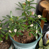 金邊瑞香老樁盆栽室內(nèi)花客廳濃香型花卉植物好養(yǎng)開花不斷冬季耐寒 金邊瑞香4年苗(2盆裝) 不含盆 曬單實拍圖