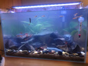 森淵魚缸造景裝飾溪流石主石大塊巖片石頭水陸缸原生態(tài)水草缸套餐底砂 人工溪流拾取【三斤】大小混合 曬單實(shí)拍圖