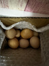 大手哥新鮮散養農家土雞蛋45g/枚 現撿現發(fā) 無(wú)抗生素 谷物喂養 自有農場(chǎng) 10枚土雞蛋【普通裝】 曬單實(shí)拍圖