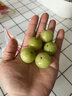 馬保果油甘果新鮮余甘果牛甘子當(dāng)季油柑滇橄欖孕婦酸甜水果 1斤精選裝 曬單實(shí)拍圖