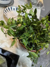 行湘鉆石翡翠吊蘭盆栽綠植垂吊客廳植物凈化空氣+塑料吊蘭盆 源頭直發(fā) 曬單實(shí)拍圖