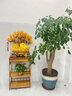 鑫大華威（xindhw）金蟾招財(cái)擺件黃水晶發(fā)財(cái)搖錢(qián)樹(shù)辦公室收銀臺(tái)飯店高檔大氣開(kāi)業(yè)禮物 金蟾納財(cái)  水晶樹(shù)（特大號(hào)） 曬單實(shí)拍圖