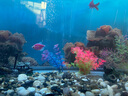 MIFLAME樹脂仿真樹洞躲避屋魚蝦繁殖產(chǎn)卵罐水族箱造景裝飾擺件沉木枯樹洞 樹洞躲避屋14*5cm 曬單實(shí)拍圖