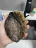 2頭鮑魚(yú)鮮活 大連福建皇金鮑特大鮑魚(yú) 鮮活發(fā)貨 1斤 包鮮保肥 【稀有2頭鮑】單只5兩，共2只 曬單實(shí)拍圖