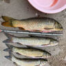 主攻草魚(yú)小藥開(kāi)口劑專(zhuān)用餌料黑坑克星野釣泡玉米顆粒餌窩料誘食劑 草魚(yú)小藥【為釣草魚(yú)而生】1瓶 曬單實(shí)拍圖