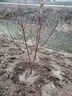 CHUANGSHIJI【世紀之星油桃】苗桃樹(shù)嫁接苗黃油桃樹(shù)苗冬桃苗南北方種植當年結 4年苗當年結果 81cm(含)-110cm(含) 曬單實(shí)拍圖