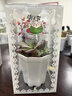 櫻霞多肉植物組合盆栽肉肉植物多肉小盆栽多肉植物帶盆新手套餐肉肉花 隨機3棵多肉+八角盆【不含土】 曬單實(shí)拍圖