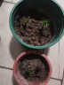 沭之美百合种球土培室内花卉绿植盆栽植物  百合混色种球5个（不含盆） 实拍图