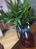種花迷水培植物驅(qū)蚊竹柏水養(yǎng)盆栽綠植室內(nèi)花卉客廳辦公四季常青夏季 驅(qū)蚊竹柏5顆【送彩鉆瓶+營養(yǎng)液】 曬單實拍圖