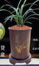 華香園春蘭老八種【宋梅】蘭花苗濃香型養(yǎng)蘭入門(mén)室內(nèi)耐陰綠植花卉 宋梅5苗帶盆(棕直筒)帶花苞 曬單實(shí)拍圖