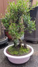 金絲楠木盆栽赤楠老樁盆景造型小葉植物客廳室內(nèi)桌面好養(yǎng)常綠庭院 超大苗S赤楠(款二) 含盆 曬單實(shí)拍圖