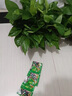 長藤綠蘿盆栽室內(nèi)花卉大葉綠籮水養(yǎng)盆景桌面辦公客廳水培垂吊綠植 紅盆綠蘿4盆帶吸水盆 曬單實拍圖