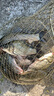 魚(yú)浪（yulang）西部風(fēng)老壇維它米酒米打窩米野釣窩料鯽魚(yú)維他米野坑野釣釣魚(yú)餌料 2#人工香【紅碎米 】800克 曬單實(shí)拍圖