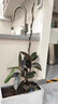 植季黑金剛橡皮樹客廳大型盆栽室內(nèi)綠植辦公室高級(jí)感造型植物好養(yǎng)四季 單飄枝橡皮樹-1.25-1.4M-原生盆 含盆 曬單實(shí)拍圖