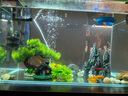 二月花魚(yú)缸造景套餐一整套裝飾品擺件仿真水草全套景觀(guān)假山小缸造型內飾 45-DY-A01套餐 適合長(cháng)50/55cm的魚(yú)缸 不包含魚(yú)缸 曬單實(shí)拍圖