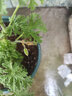 驅(qū)蚊蟲植物 驅(qū)蚊草 室內(nèi)防蚊香草綠植花卉香葉天竺葵 懶人盆栽花卉 驅(qū)蚊草3盆 不含盆 曬單實拍圖